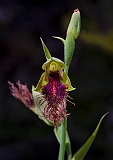 Calochilus Robertsonii Purple Beard-orchid2